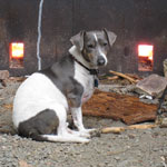 bowzer the resident "kiln dog"