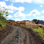 logging