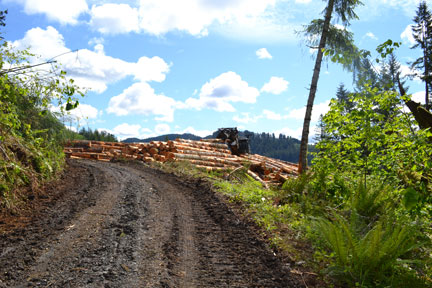 logging