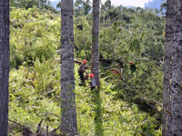 don & donny logging