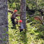 logging