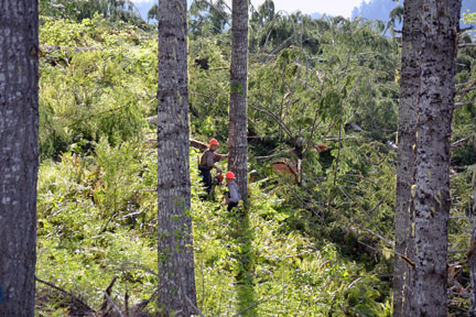 logging