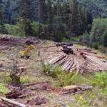 logging