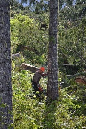 logging