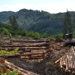 logging