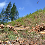 logging