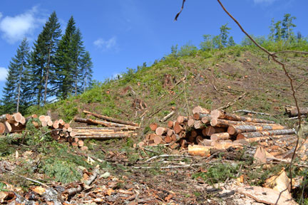 logging