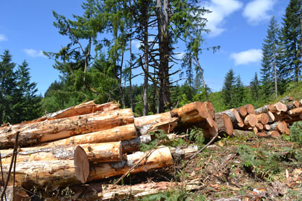 logging