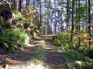 view of the road up Digger Mountain in the oregon coast range