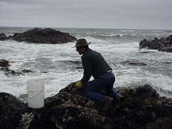 Jay harvesting seaweed at the oregon coast for use on his wood-fire platters